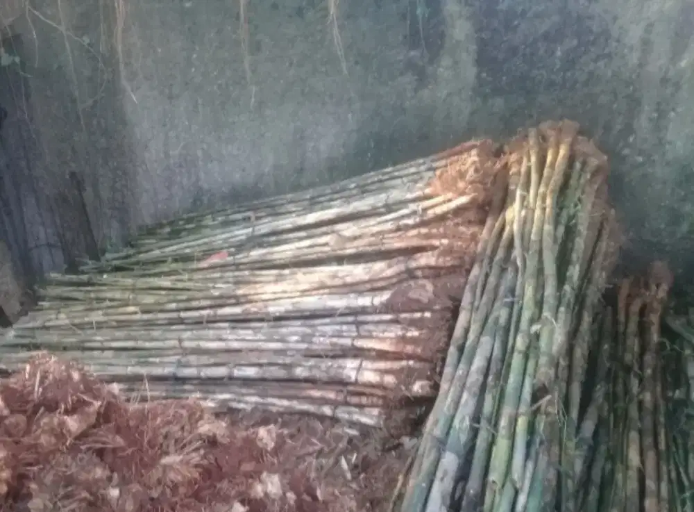 Bambu jepang ( Thryrsostachys siamensis )