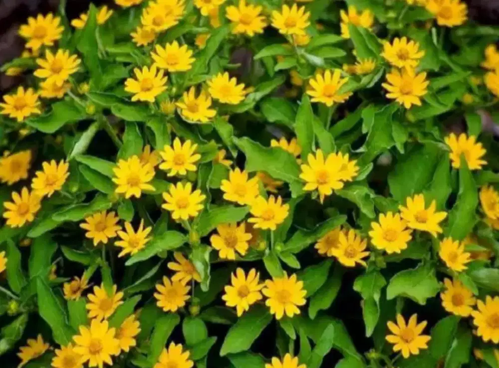 Tukang pohon hias dan rumput