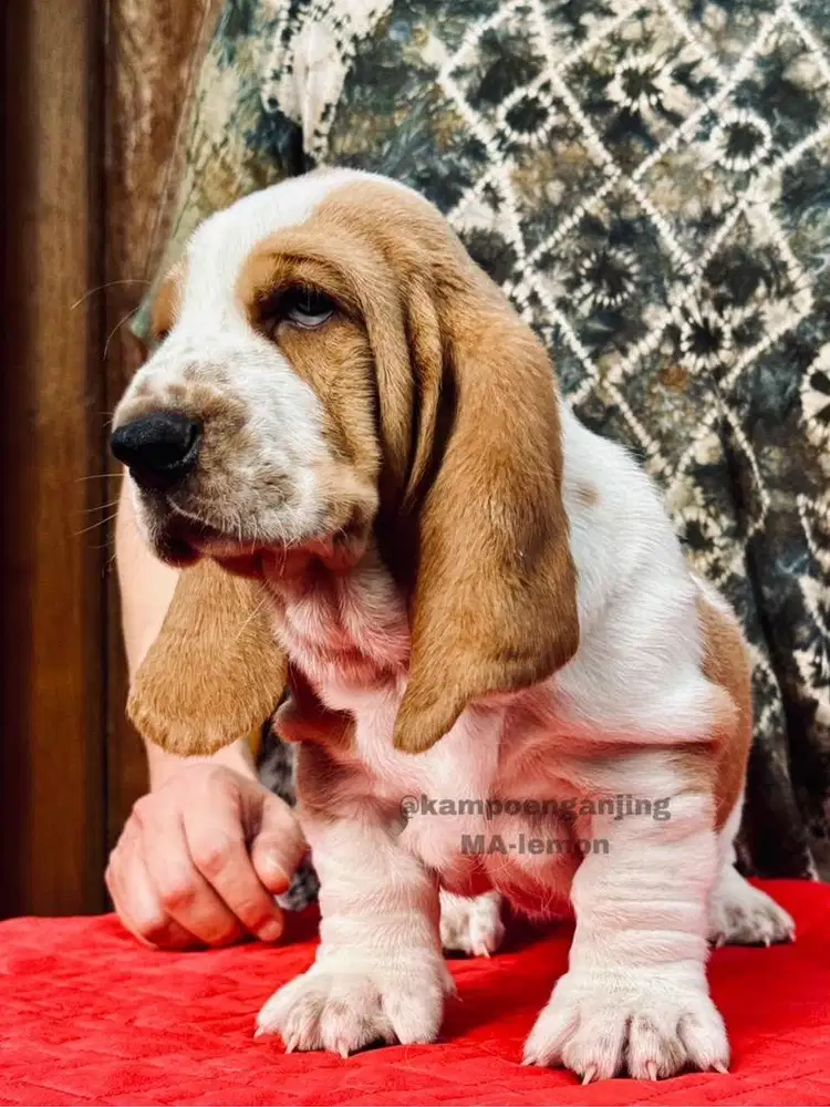 Harga basset hot sale hound