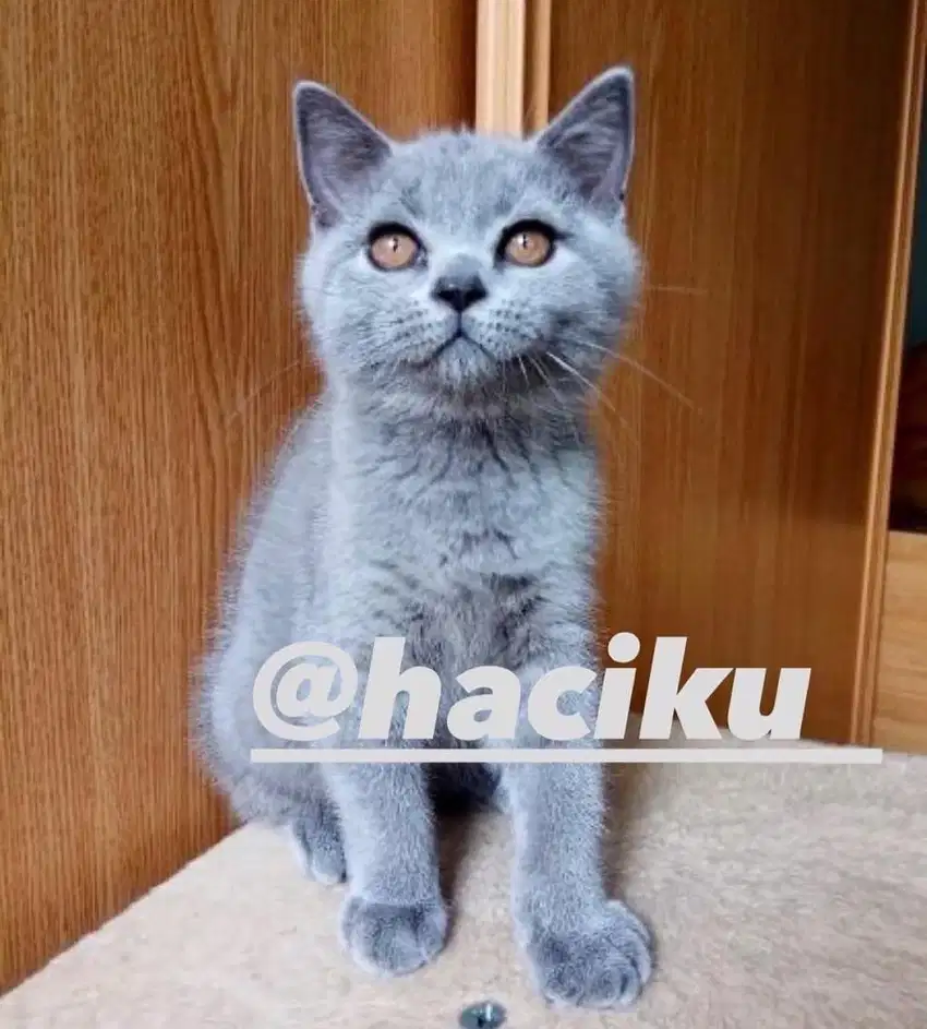 Kucing british shorthair betina (Bsh)