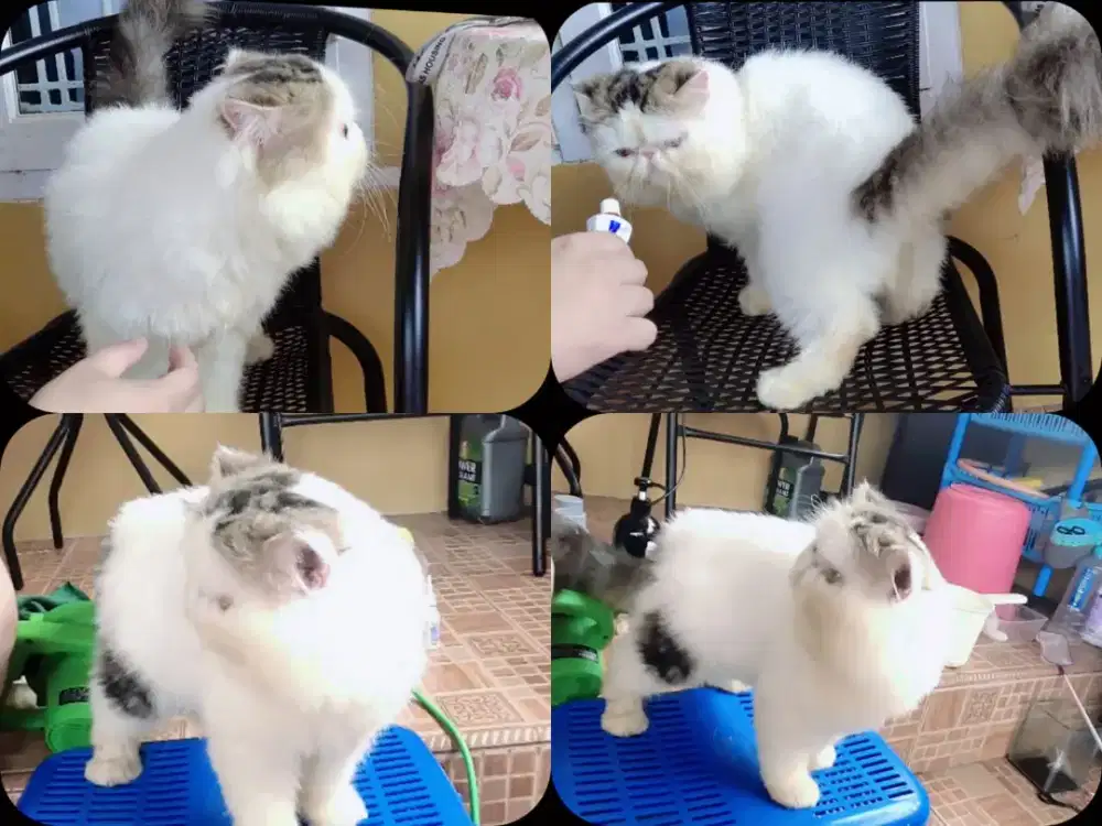 Persia Peaknose Extreme