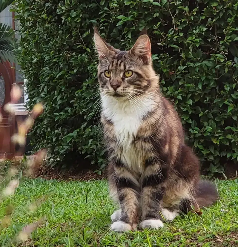 Kucing Mainecoon asli