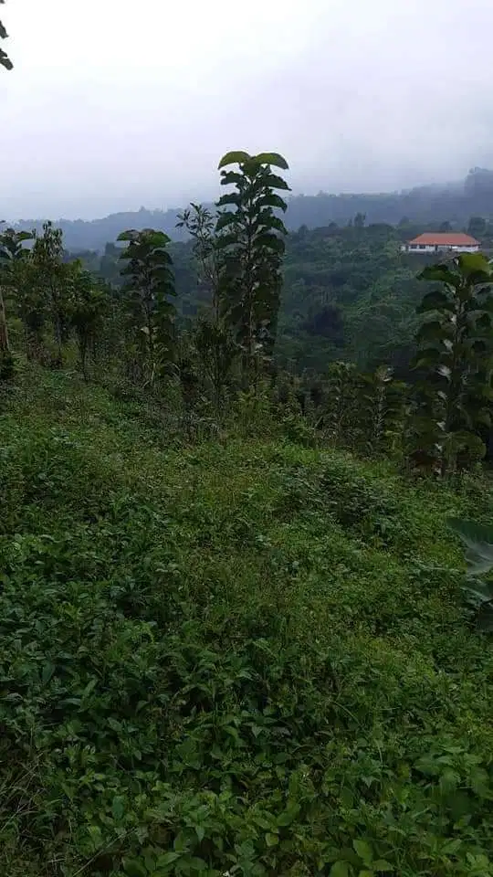 Dijual Tanah Kebun View Bagus di Baturiti Bedugul Bali