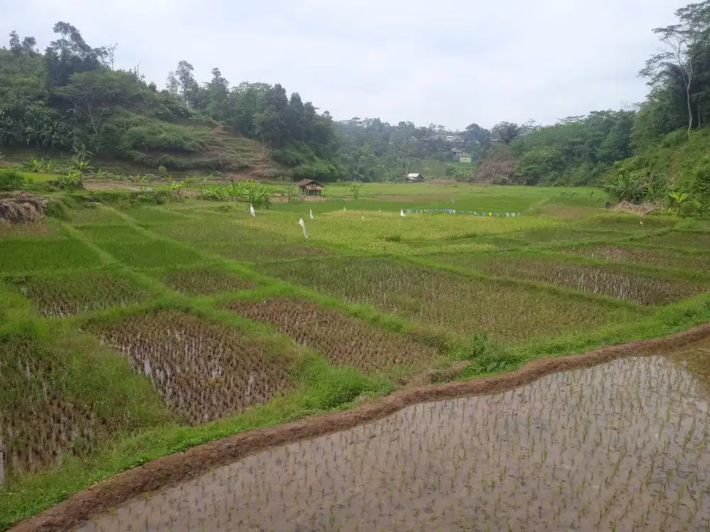 Dijual Murah Tanah M Sawah Produktif Di Bojong Purwakarta Tanah