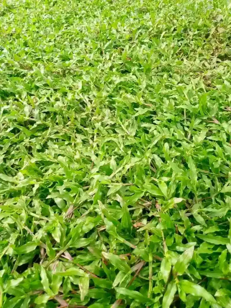 Rumput gajah murah
