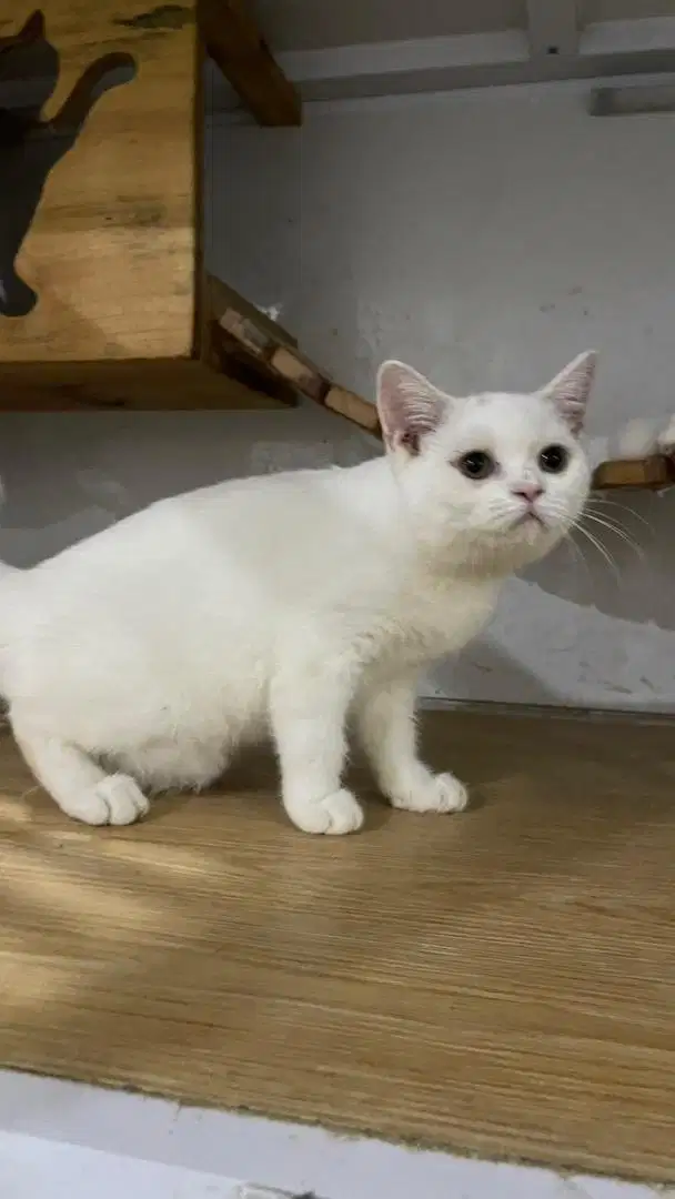 Kucing BSH Jantan putih solid