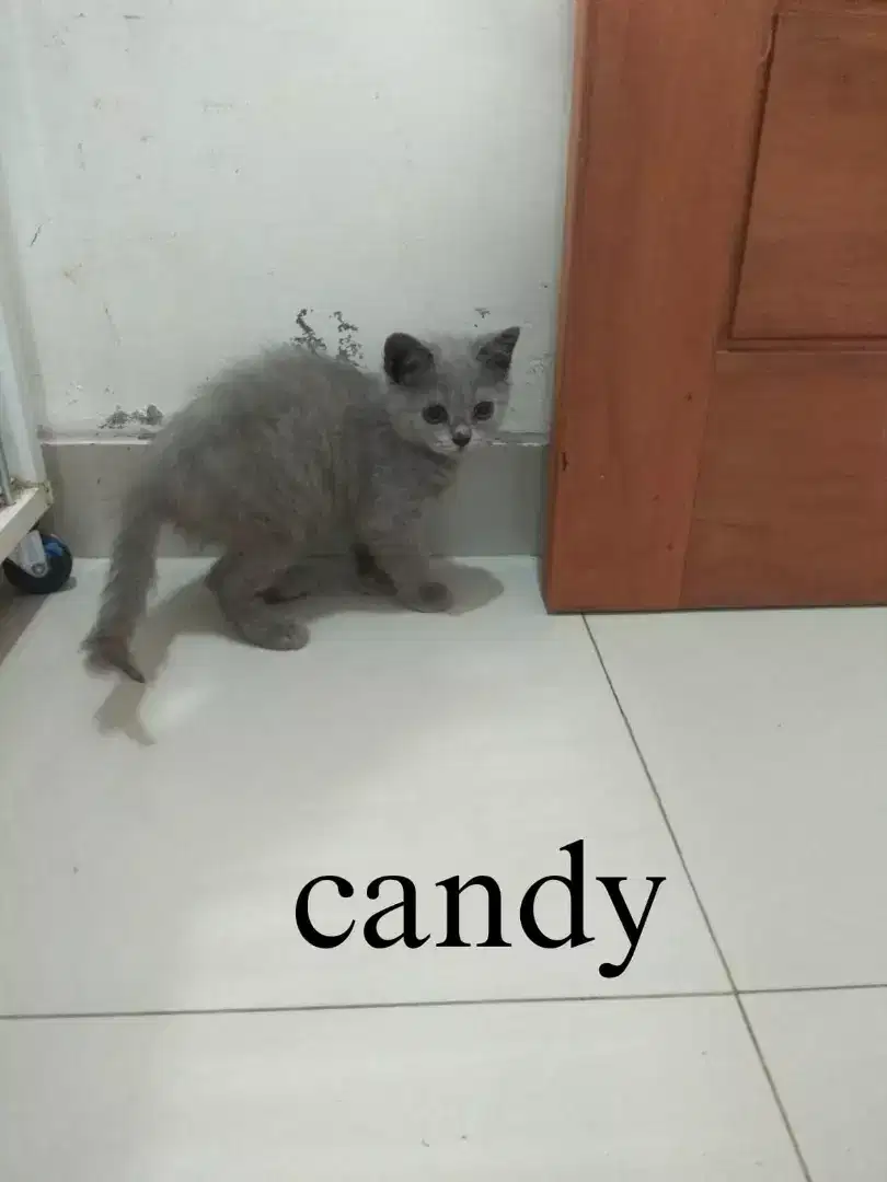 BSH KITTEN BLUE SOLID JANTAN 3 BULAN Lepas Non Ped