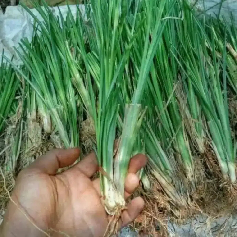 Akar wangi/vetiper anti longsor