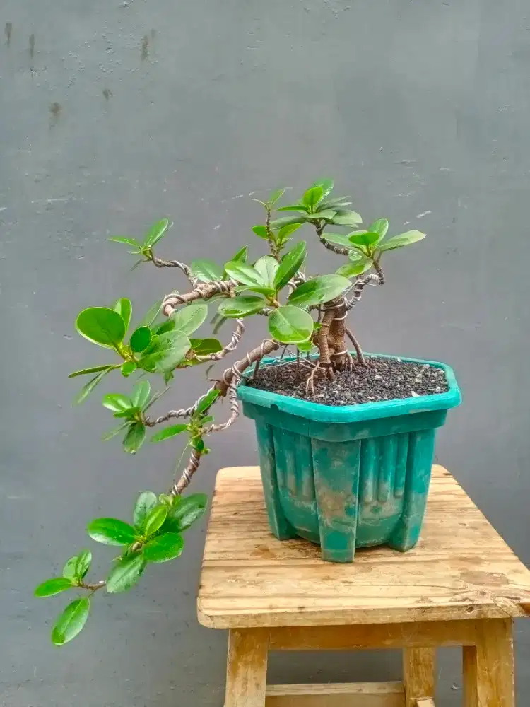 Bonsai Beringin Dolar