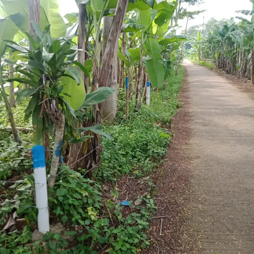 Dijual Tanah 400 Ribu Per Meter Luas 2360 Meter SHM ( Tanah Kebun )