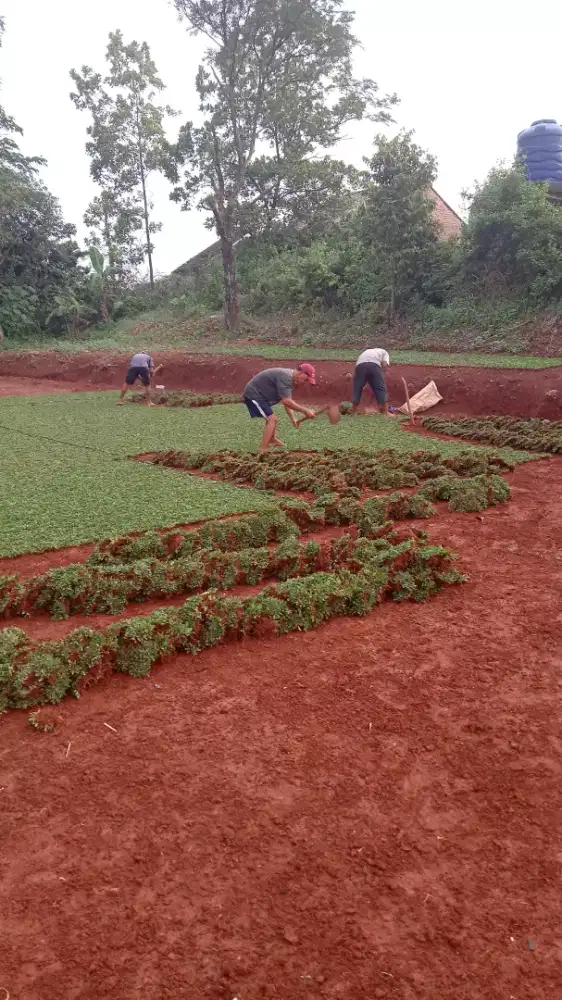 Tukang rumput tukang taman