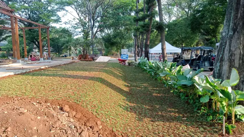 Jual rumput gajah mini