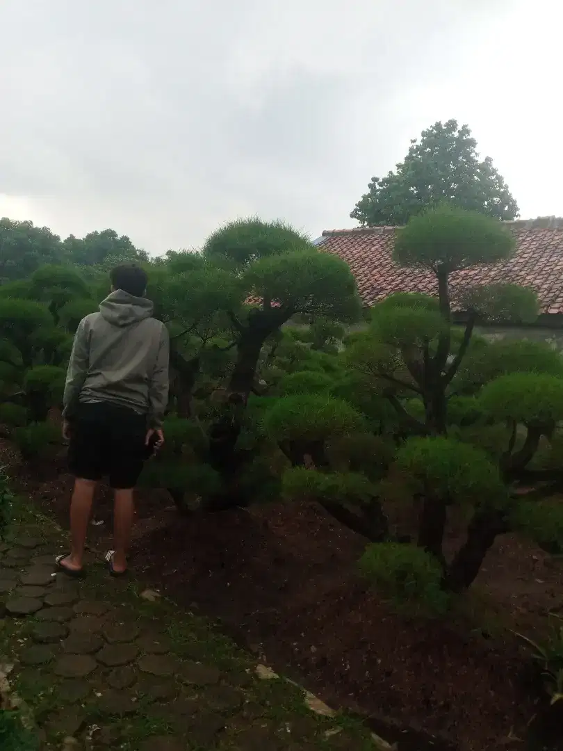 pohon bonsai cemara udang tinggi 2meter-3meter