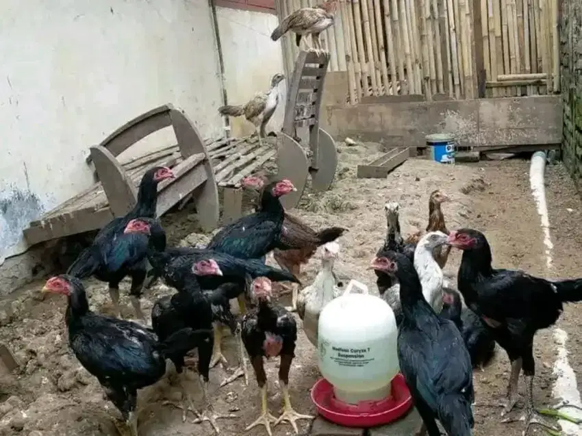 pusat ayam kampung murah / jual ayam kampung / ayam kampung / jago dll