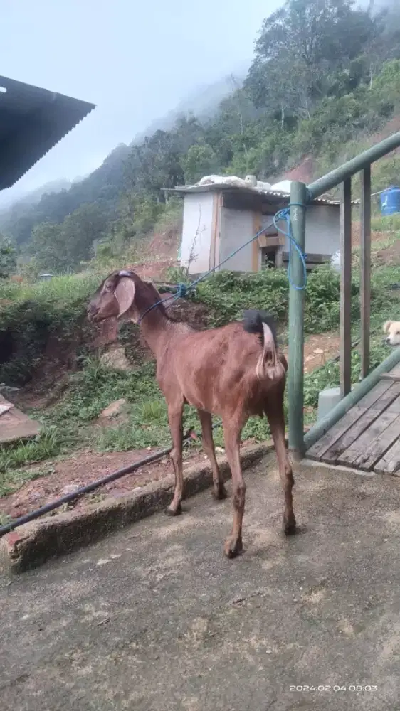 Aqiqah dan qurban pilihan terbaik 2025