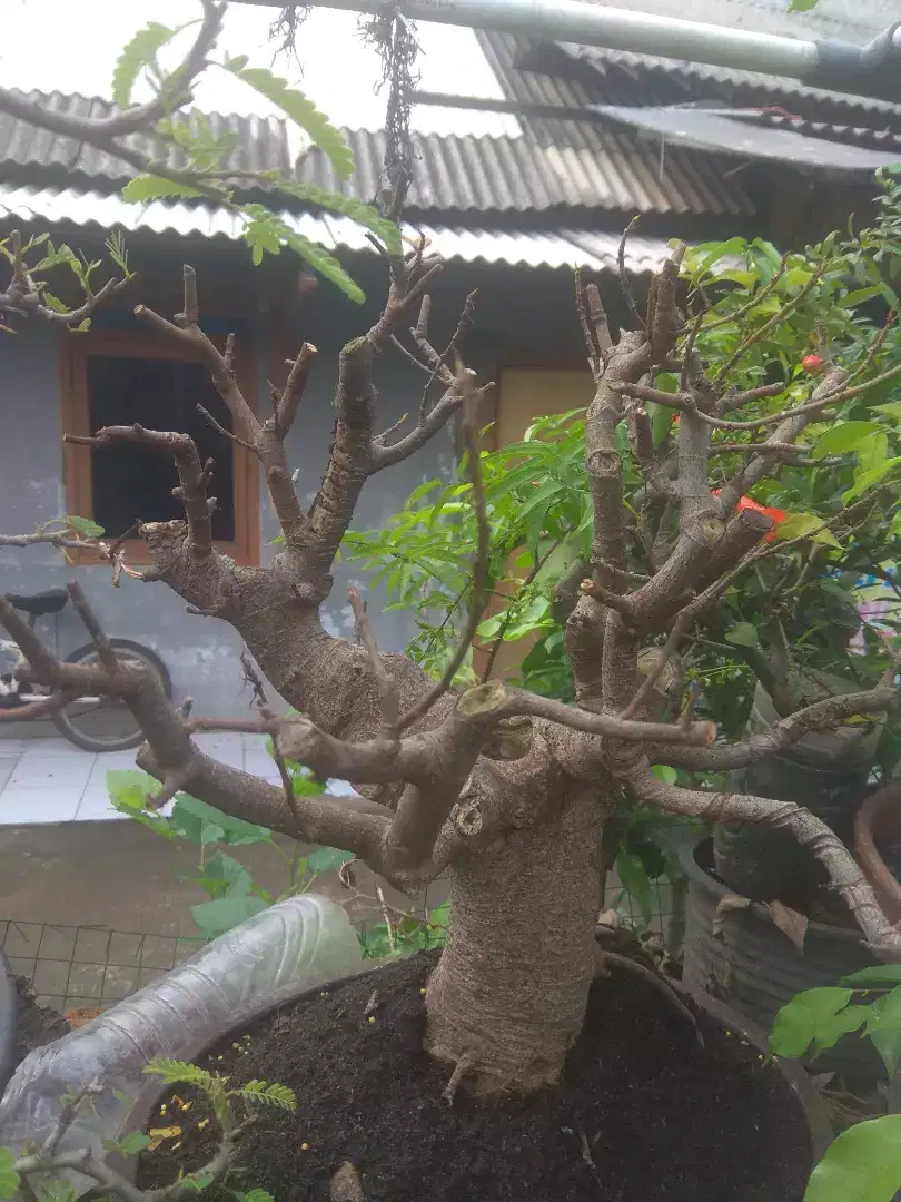 Bonsai LOA  setengah jadi