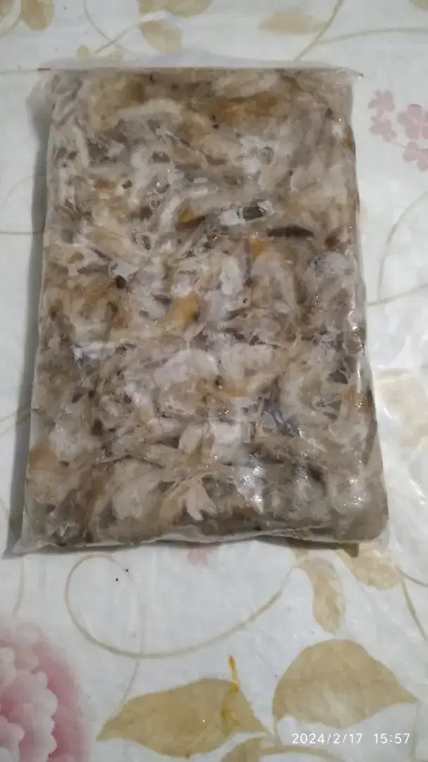 Udang beku api paka predator