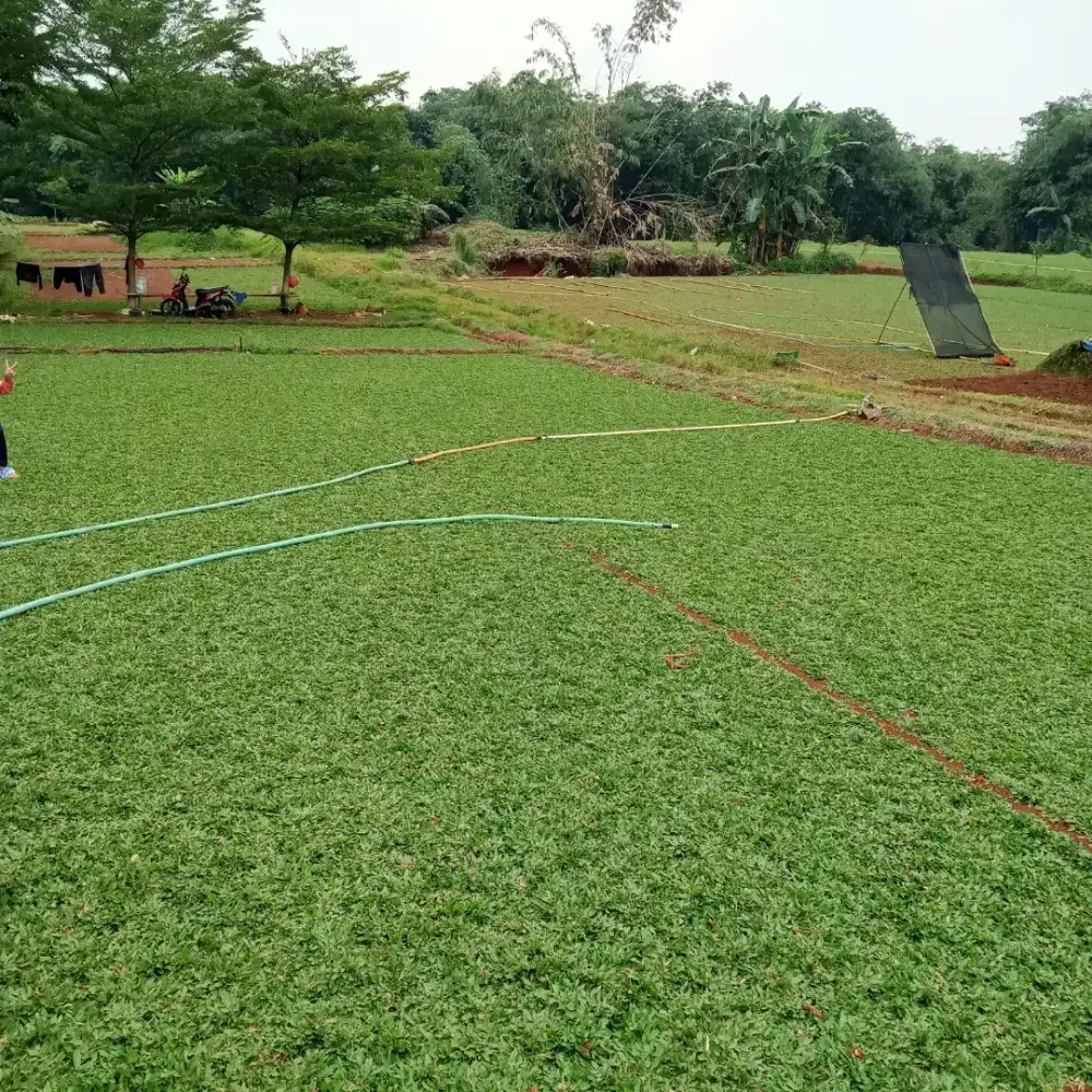 Rumput gajah mini BSD/tukang rumput bsd