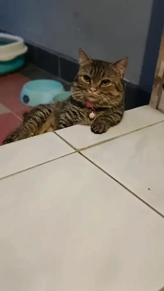 Kucing jantan Munchin Munchkin dewasa Jantan 2thn pejantan pendek baik