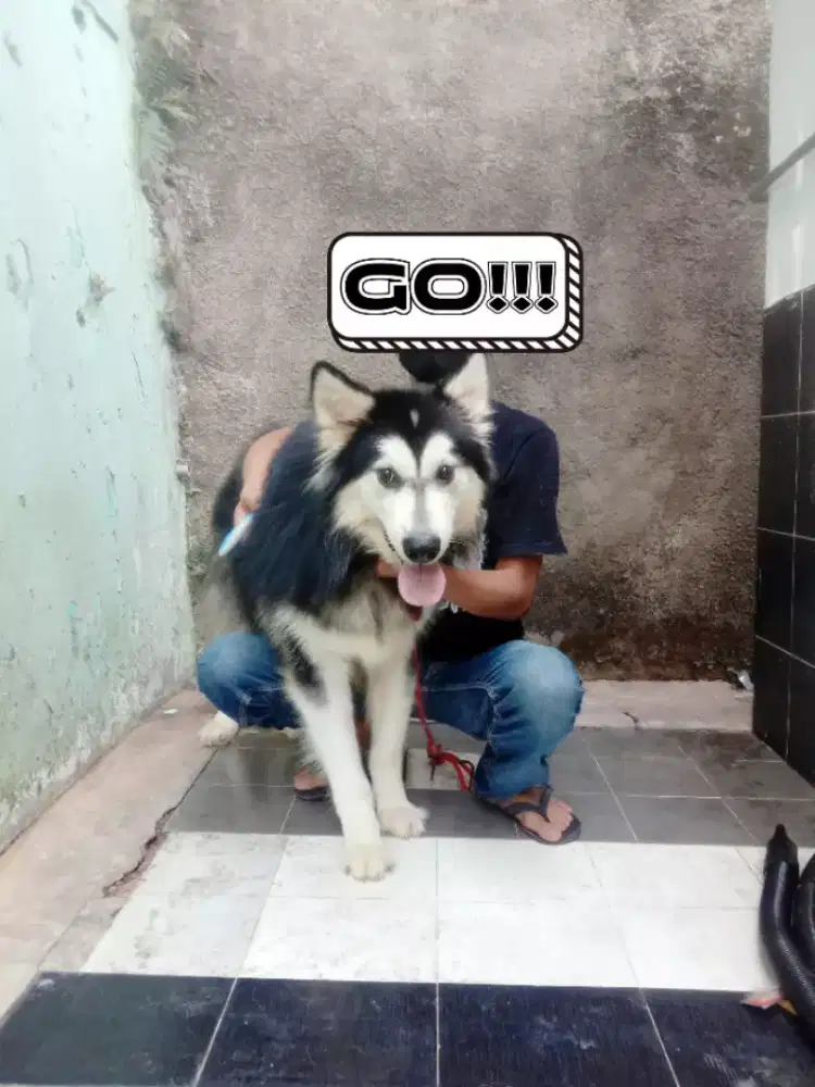 Groomer panggilan kerumah untuk  kucing dan anjing