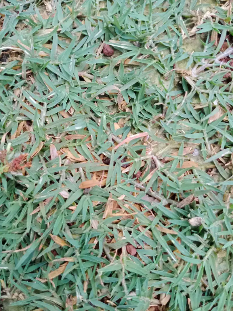 Jual rumput golf