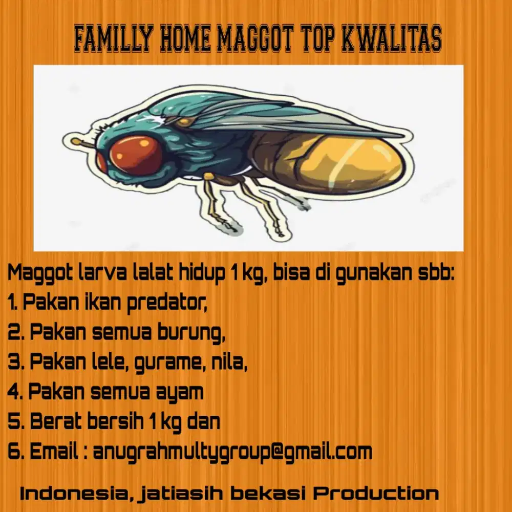 MAGGOT TOP LARVA LALAT HIDUP KWALITAS