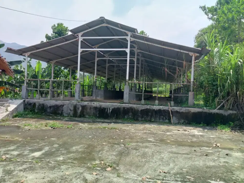 Tanah kebun dan bangunanan dijual murah.