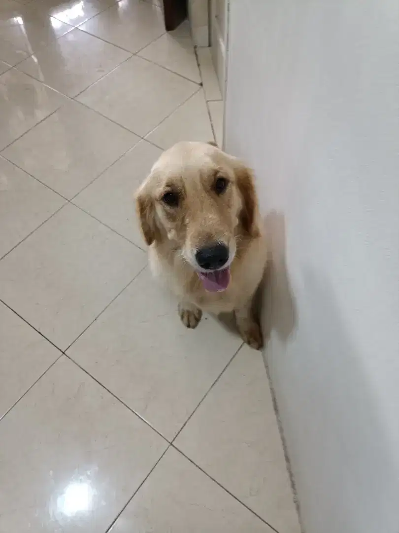 Golden Retriever Betina Usia 2 tahun Stamboom Vaksin Microchip