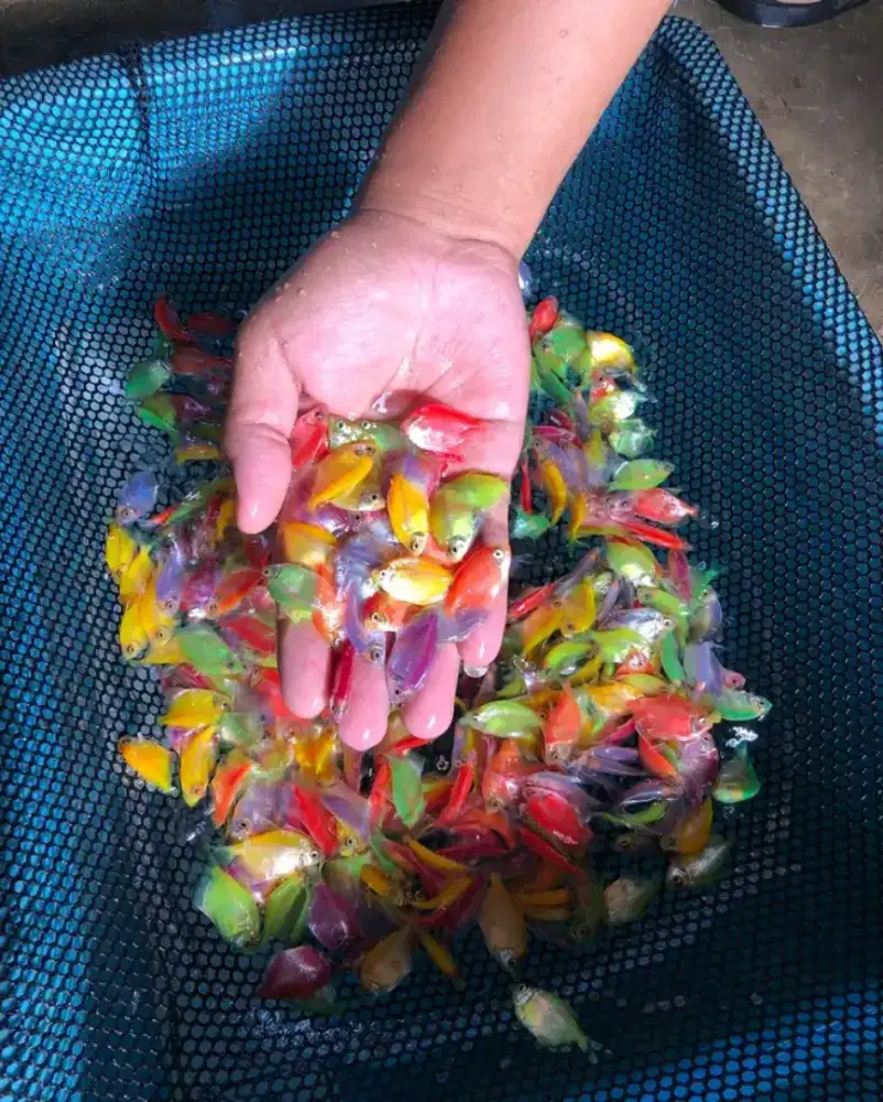 Ikan glowfish paket 20 ekor