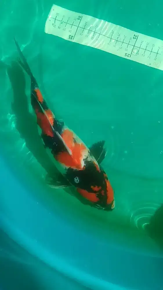 Ikan koi Showa bagus 33cm