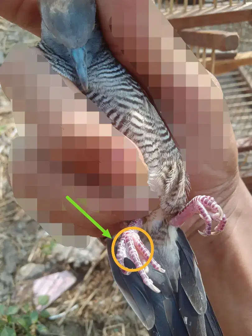 Burung perkutut Majapahit katuranggan selaput bebek