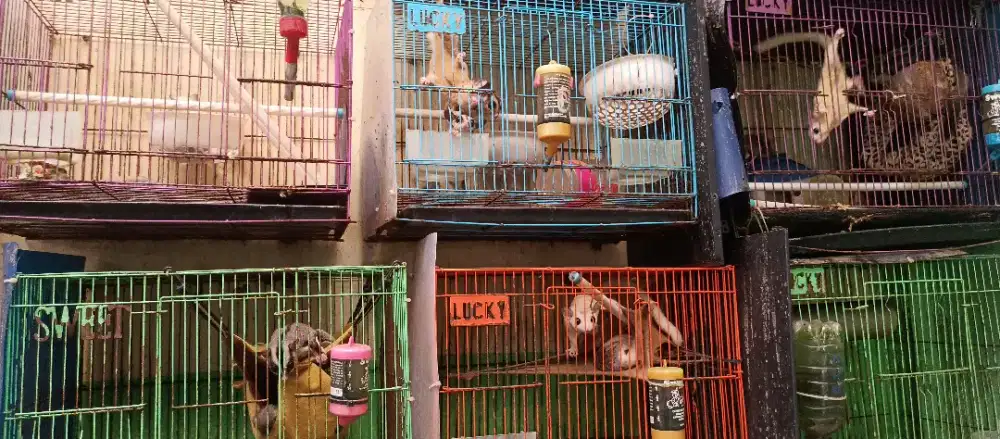 Sugar glider joy dan biang