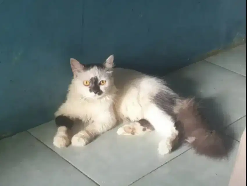 Kucing Ras Japan