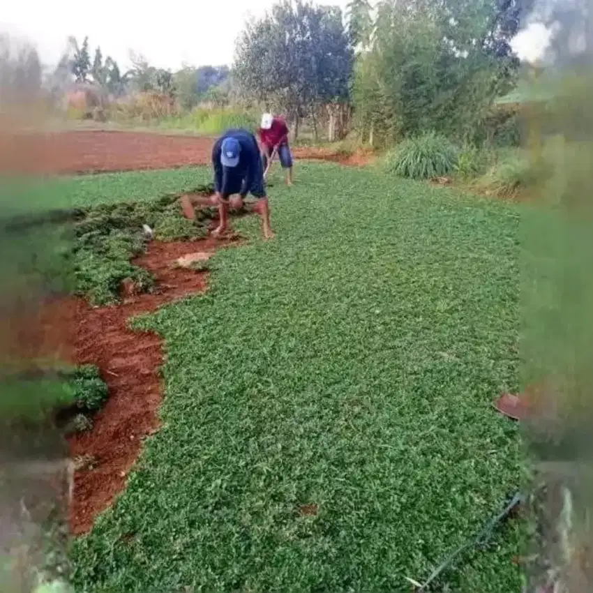 Tukang rumput gajah mini