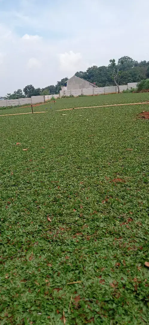 Jual rumput hijau