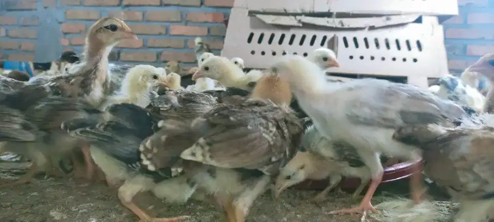 Anak ayam kampung usia 1 BLN