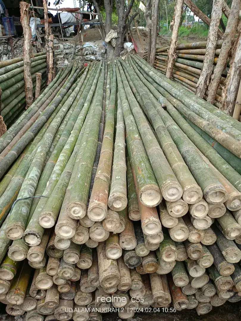 Jual bambu stger