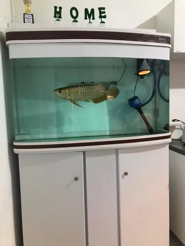 Aquarium boyu warna putih