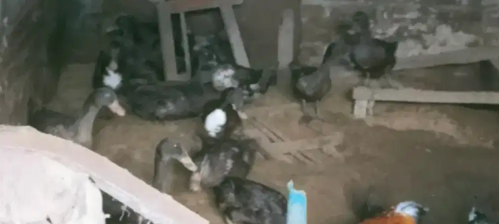 Bebek Betina usia 5 bln