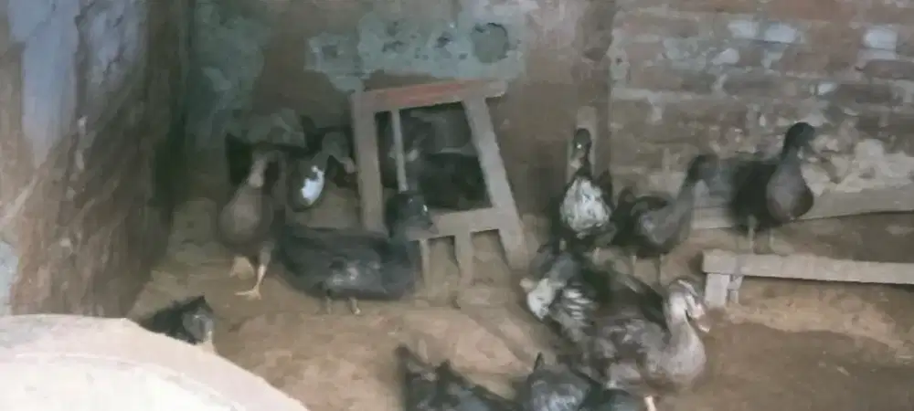 Bebek  Betina usia 5bln sisa 30 ekor