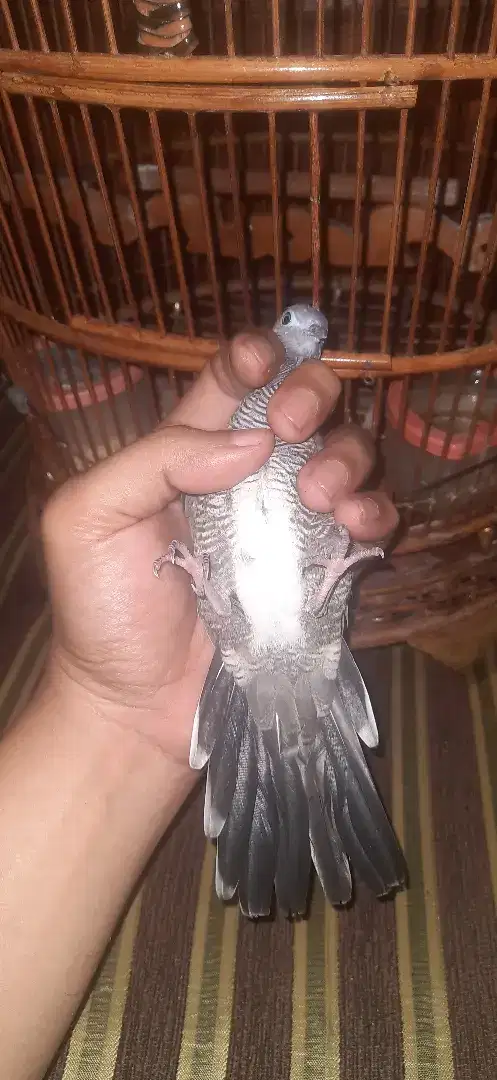 Perkutut Majapahit Pendowo Mijil