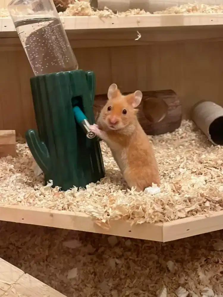 Hamster Syrian Satin Shorthair