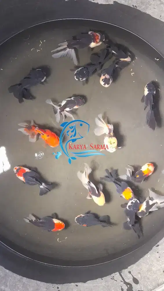 Ikan Koki Oranda / Ikan Koki Panda ± 10 - 11 cm