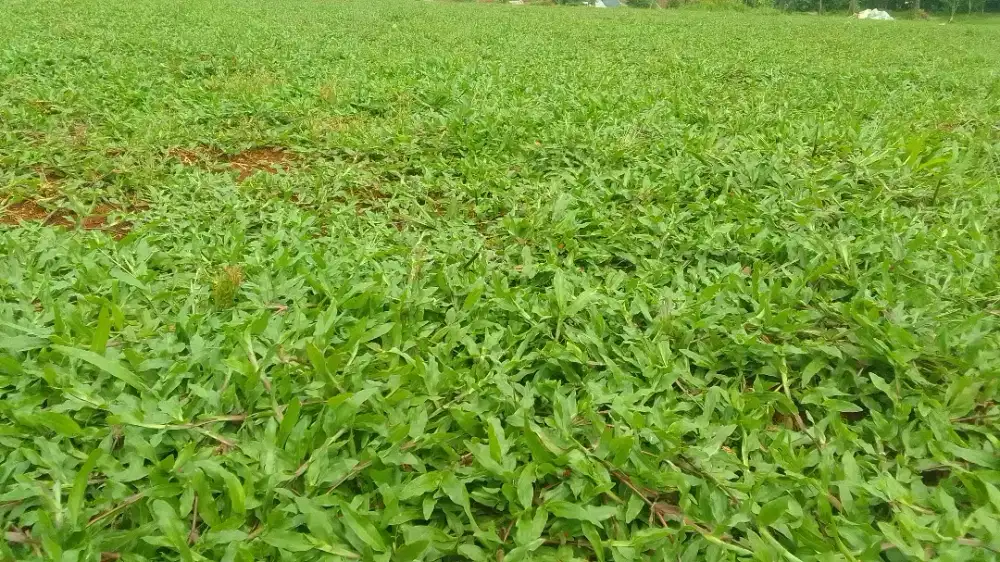 Rumput gajah taman