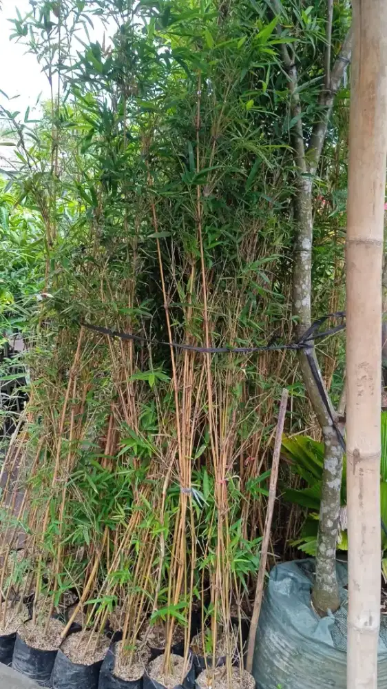 Bambu kuning/Pring kuning