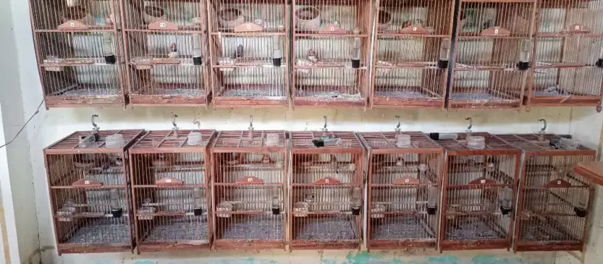 Zebra finch medium