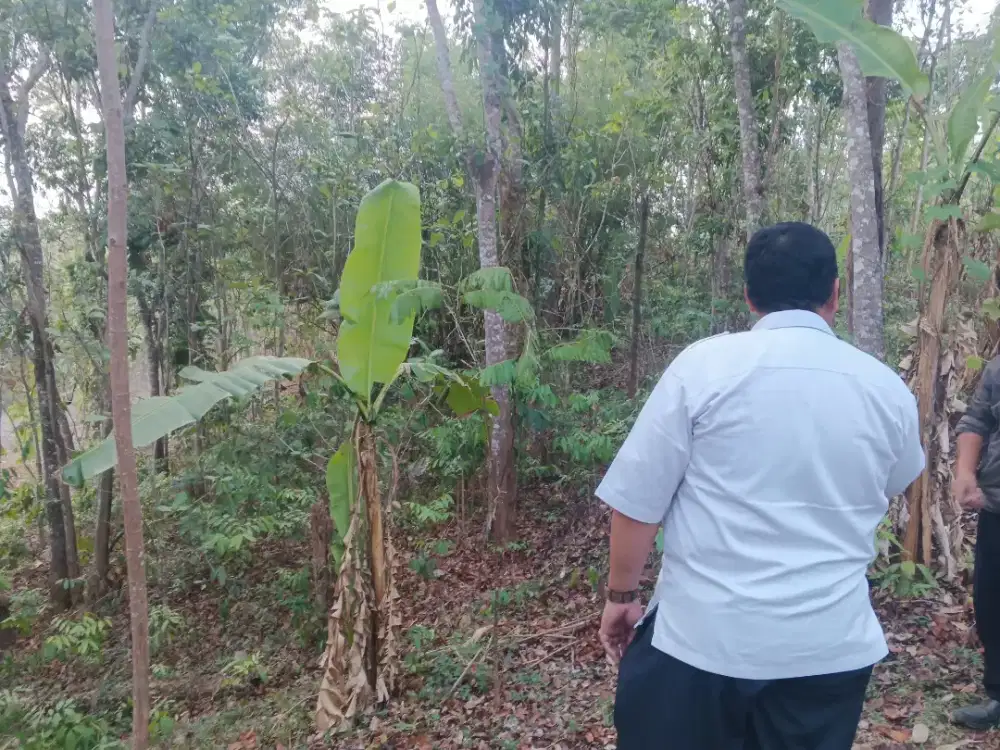 Tanah Kebun Murah Kota Semarang Gratis Mahoni Durian Tanah