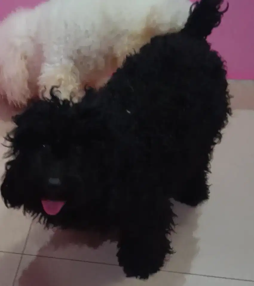 Anjing indukan poodle