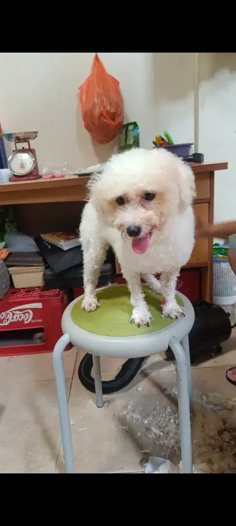 Anjing indukan poodle