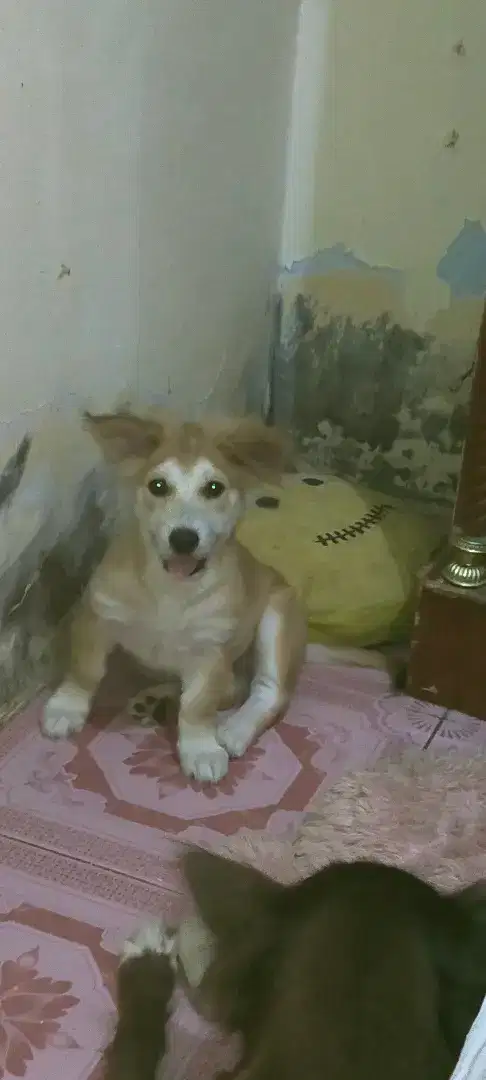 Anak anjing mix corgie